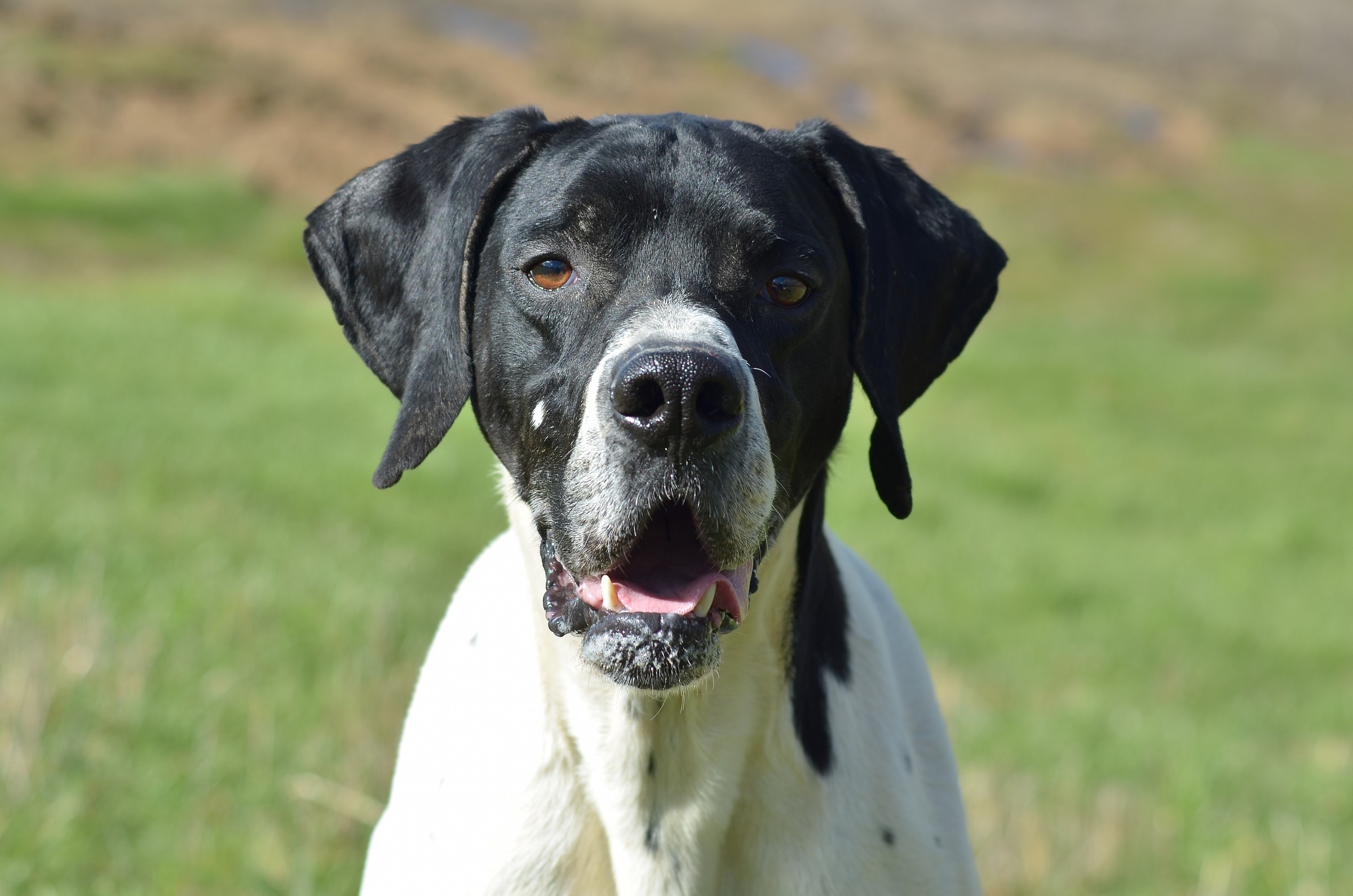 bibo, English Pointer