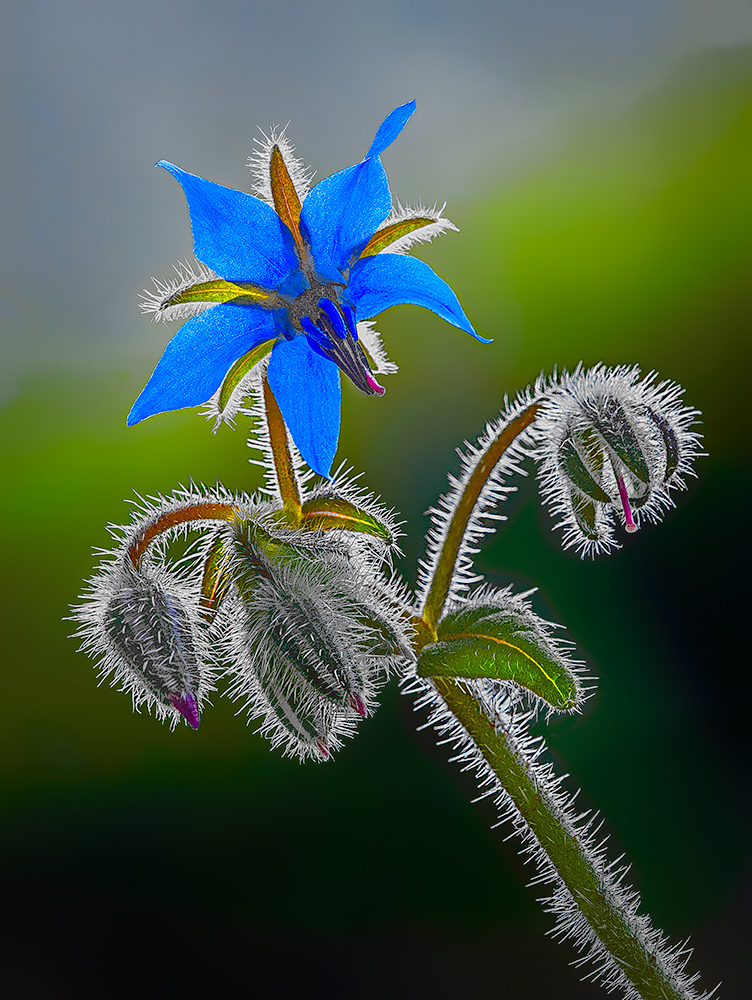 Erba di campo edibile