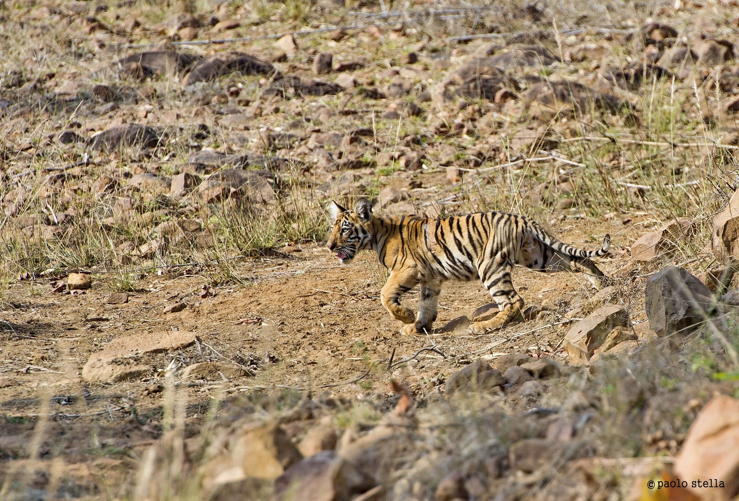 + female cub and Indian wild dogs - 2