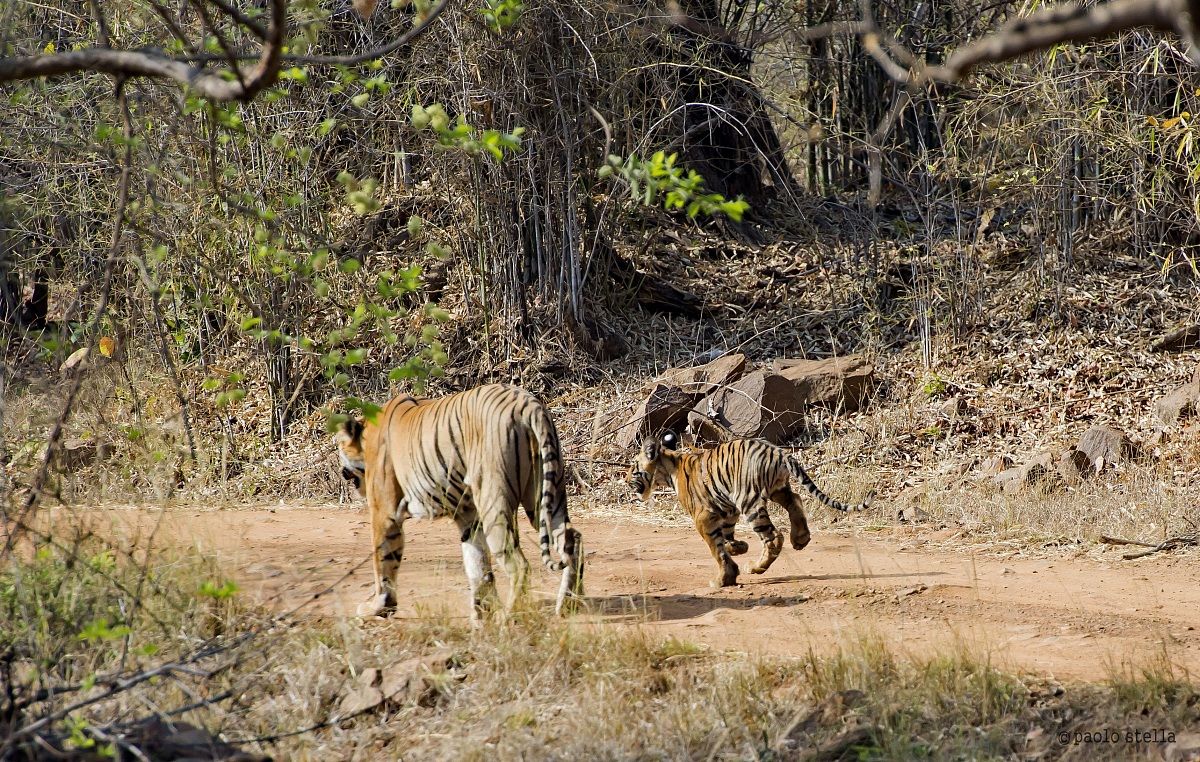 + female cub and Indian wild dogs - 3