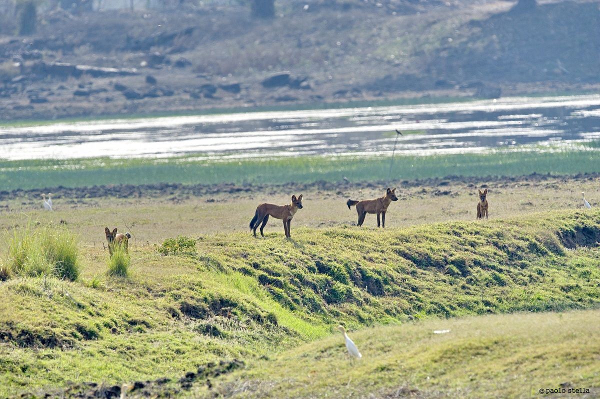 + female cub and Indian wild dogs - 4