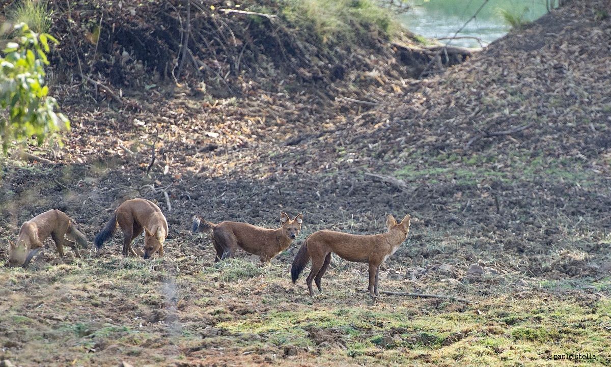 female + cub and Indian wild dogs - 5