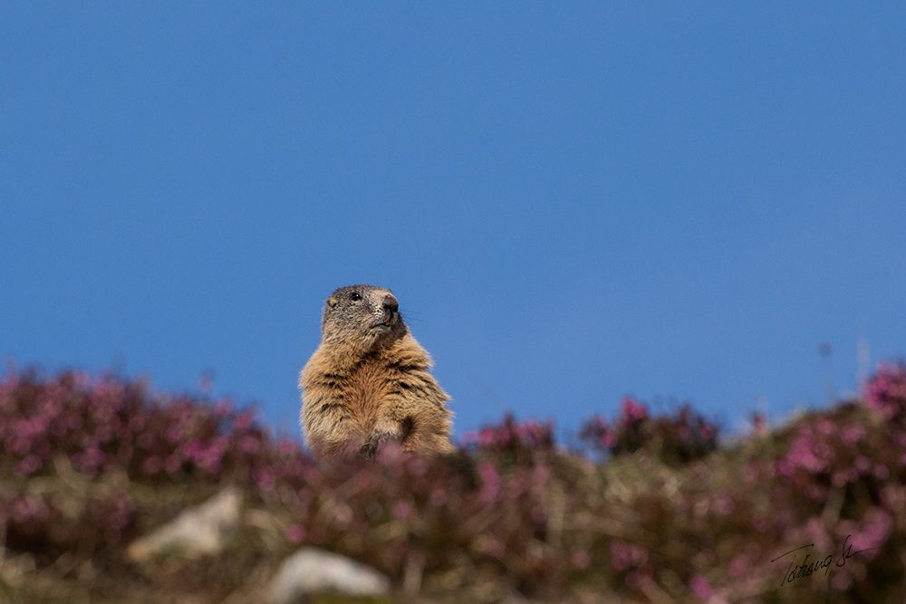 marmot