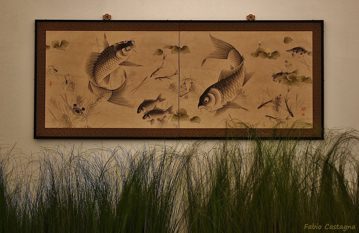 Koi - (Japanese carp)