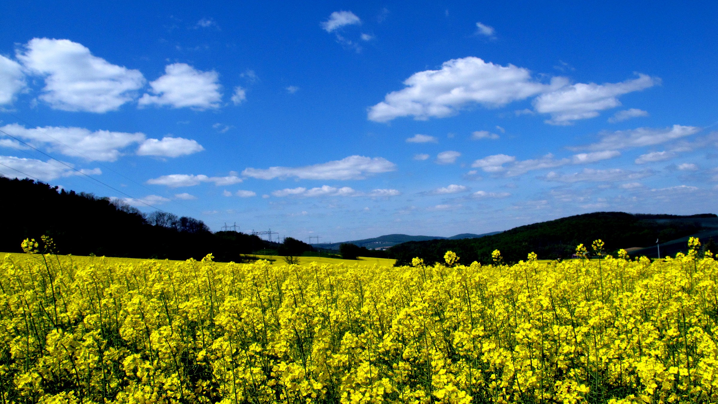 Rhapsody in Blue/Yellow