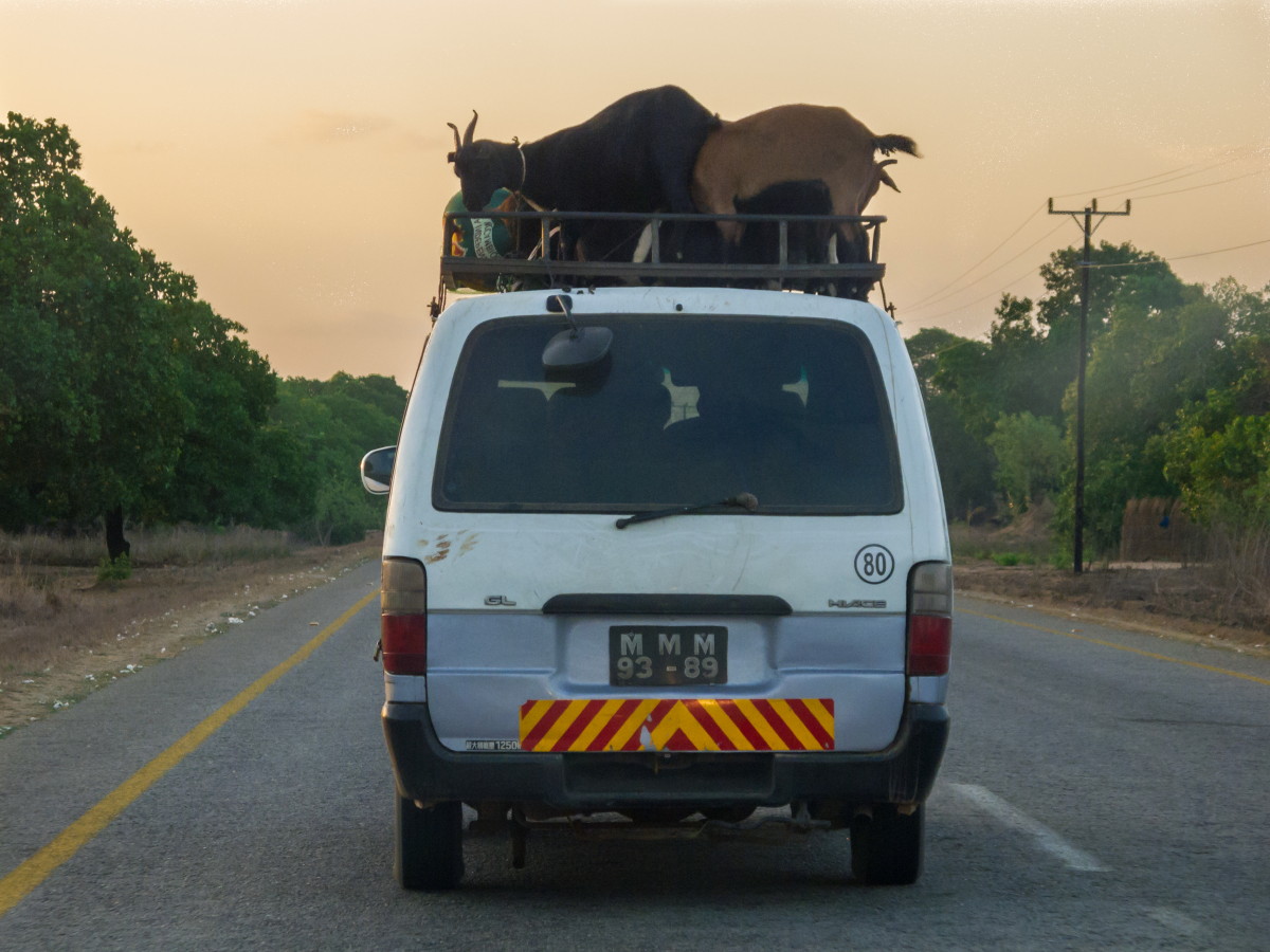 the goat lives above the van ............
