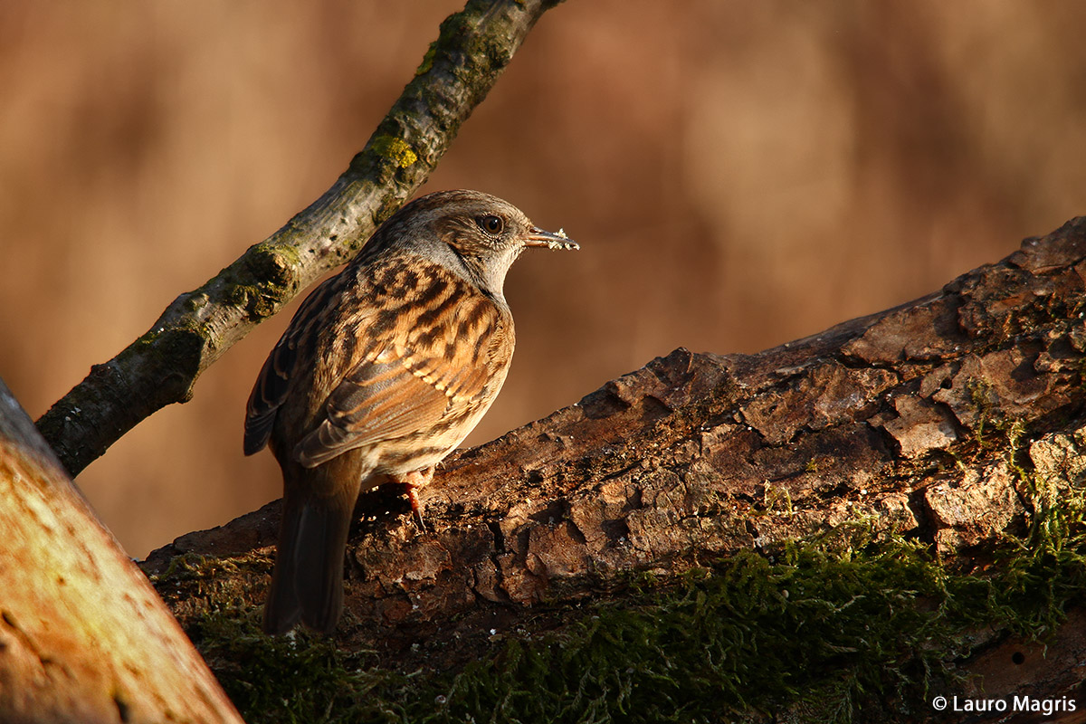 Passera scopaiola tra luci e ombre