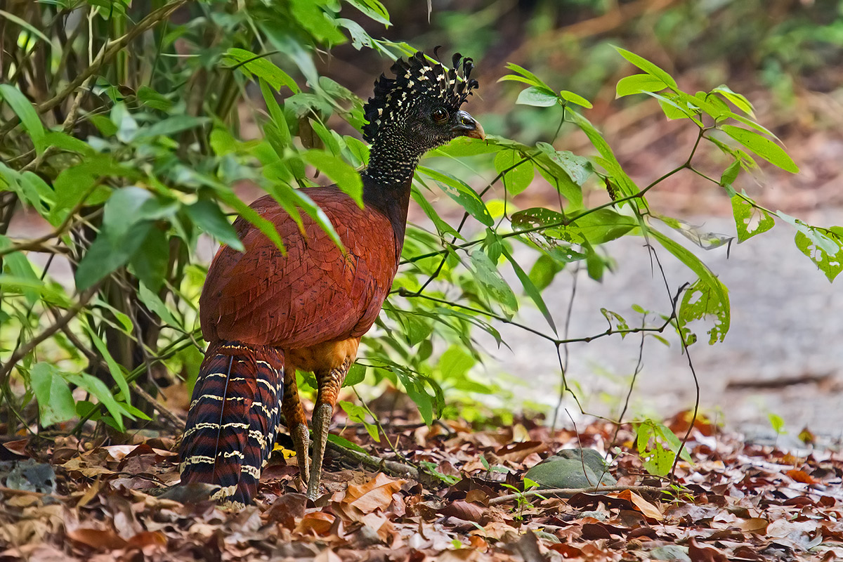 Curassow female