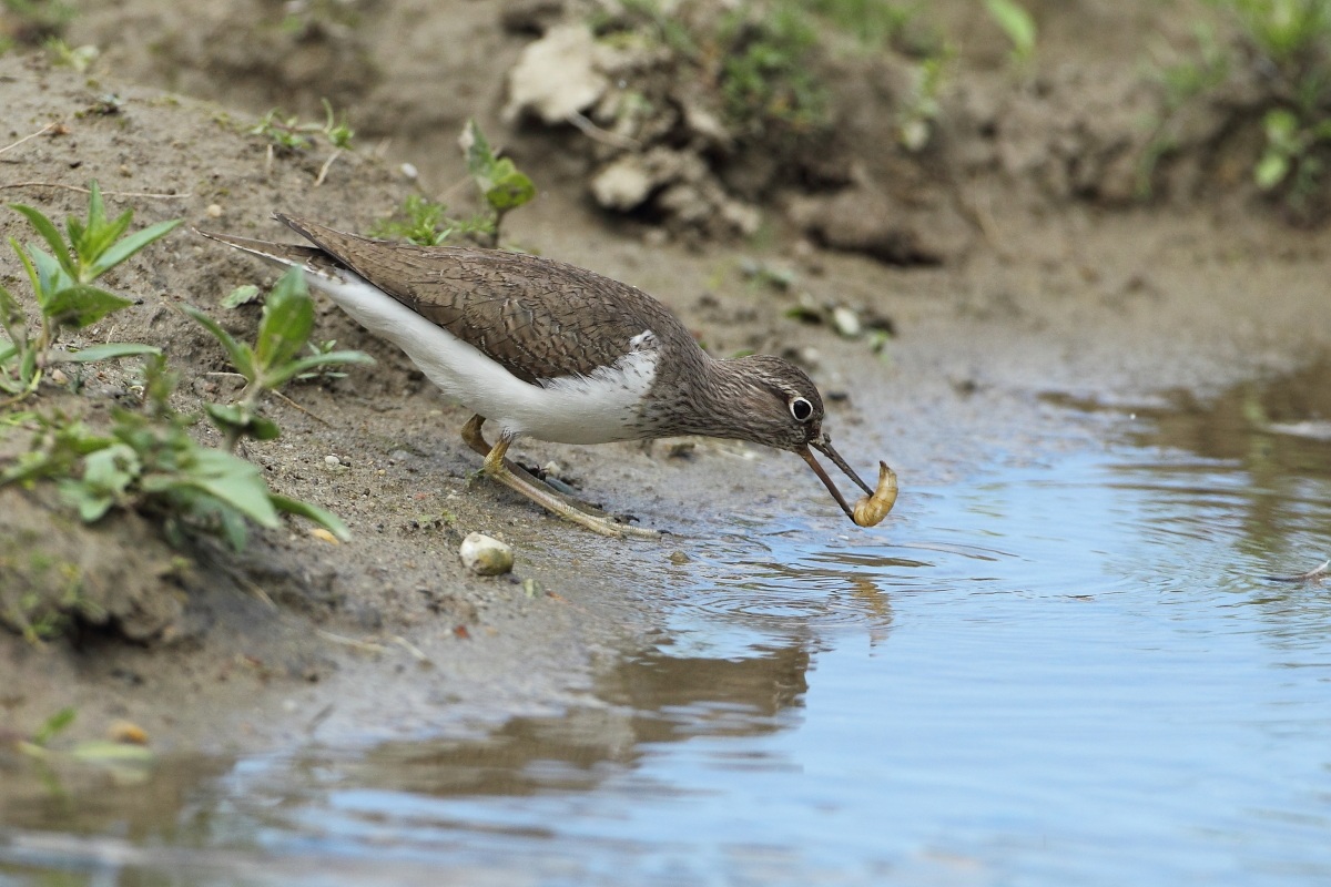 I wash myself and the pappus .....