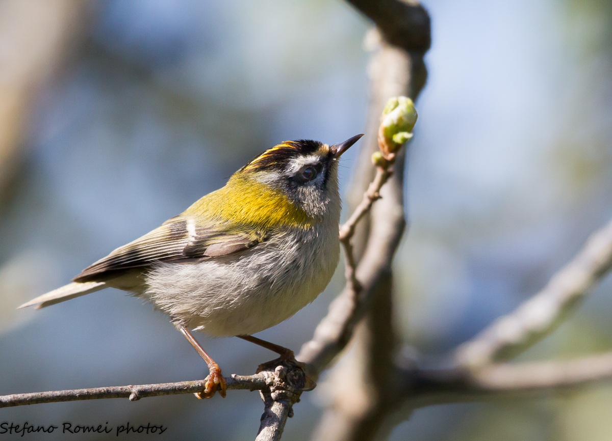 Firecrest