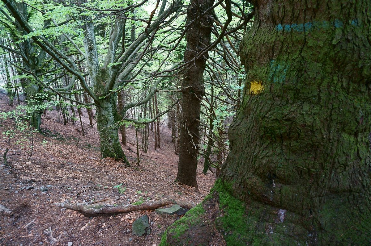 Towards the enchanted forest .... Pontogna