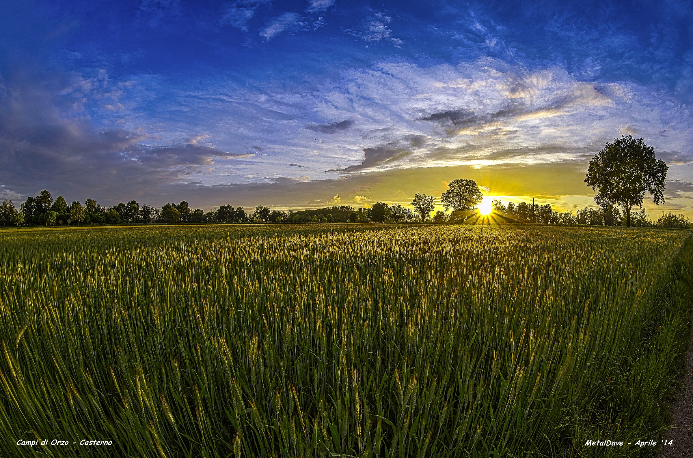 Fields of barley
