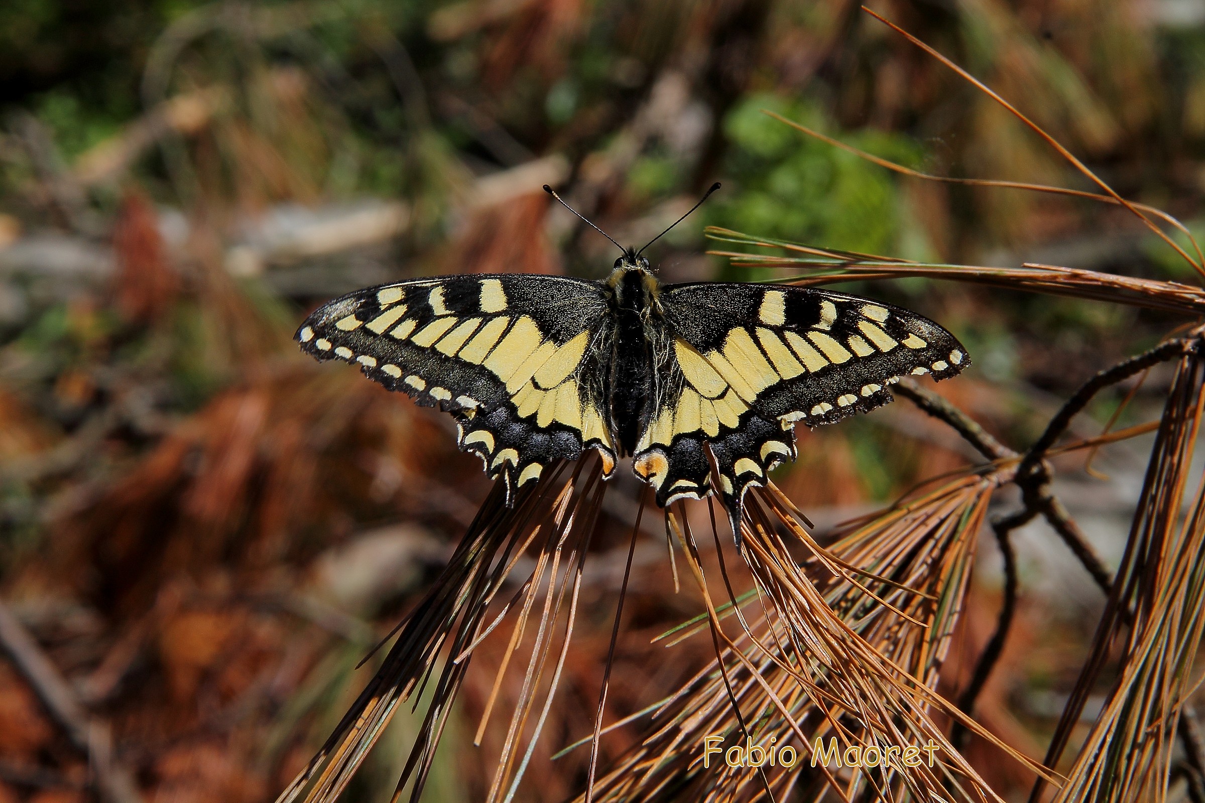 Papilio Machaon .......
