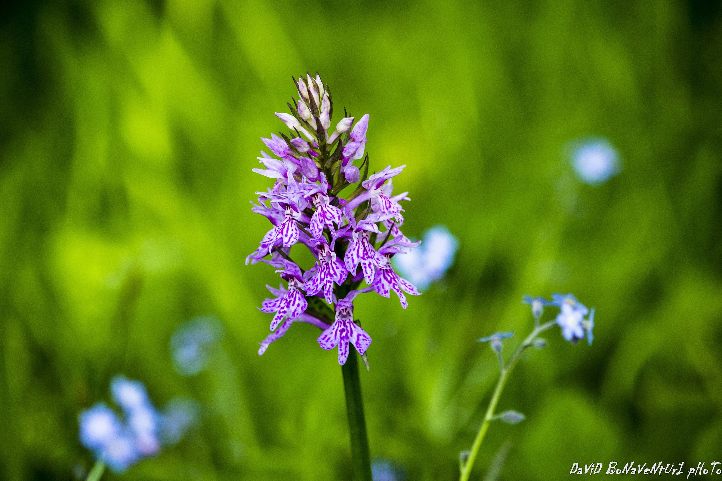 Dactylorhiza maculata