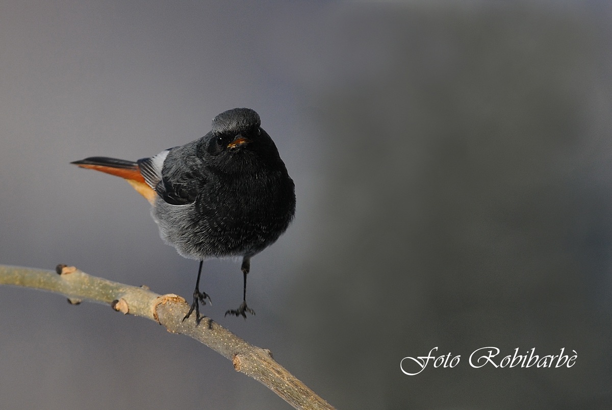 Spazzacamino... saltellante....