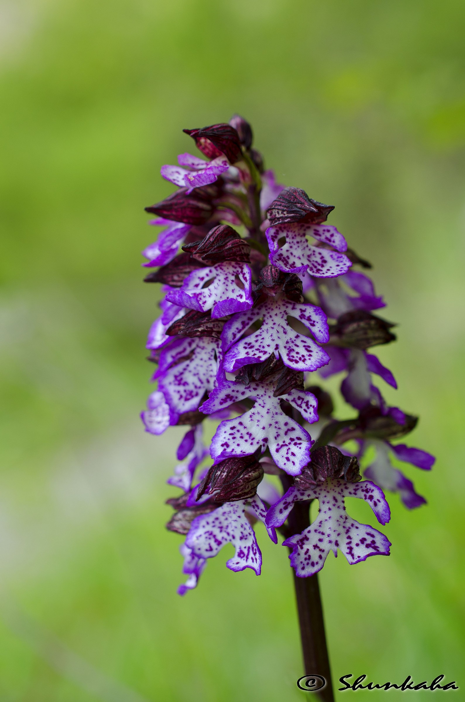 Orchis purpurea