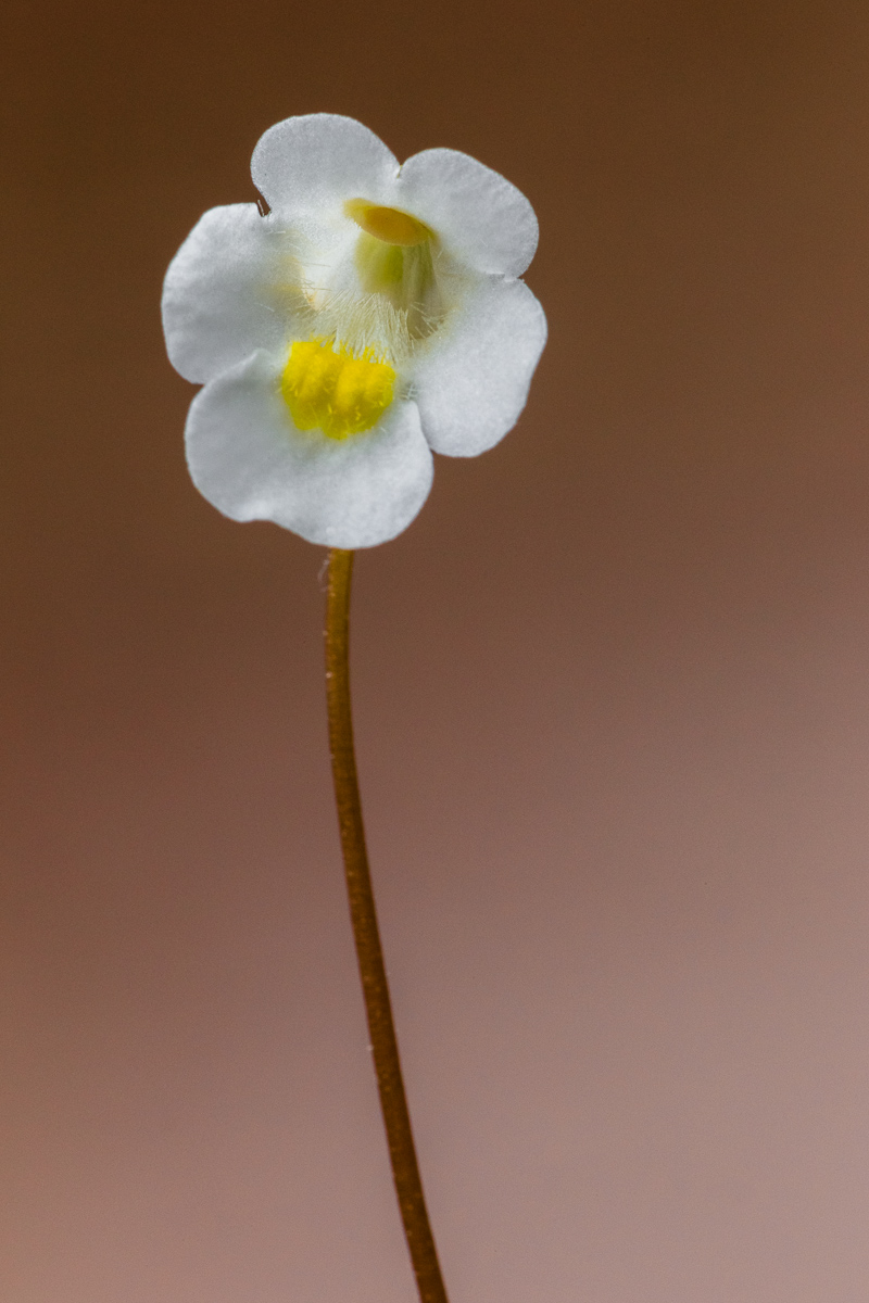 Fiore di Pinguicola delle Alpi (Pinguicula alpina)