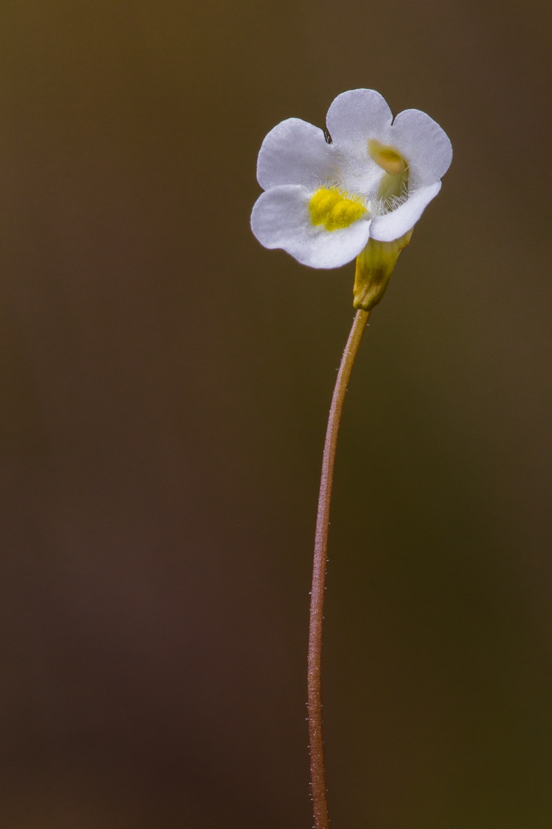 Fiore di Pinguicola delle Alpi (Pinguicula alpina)
