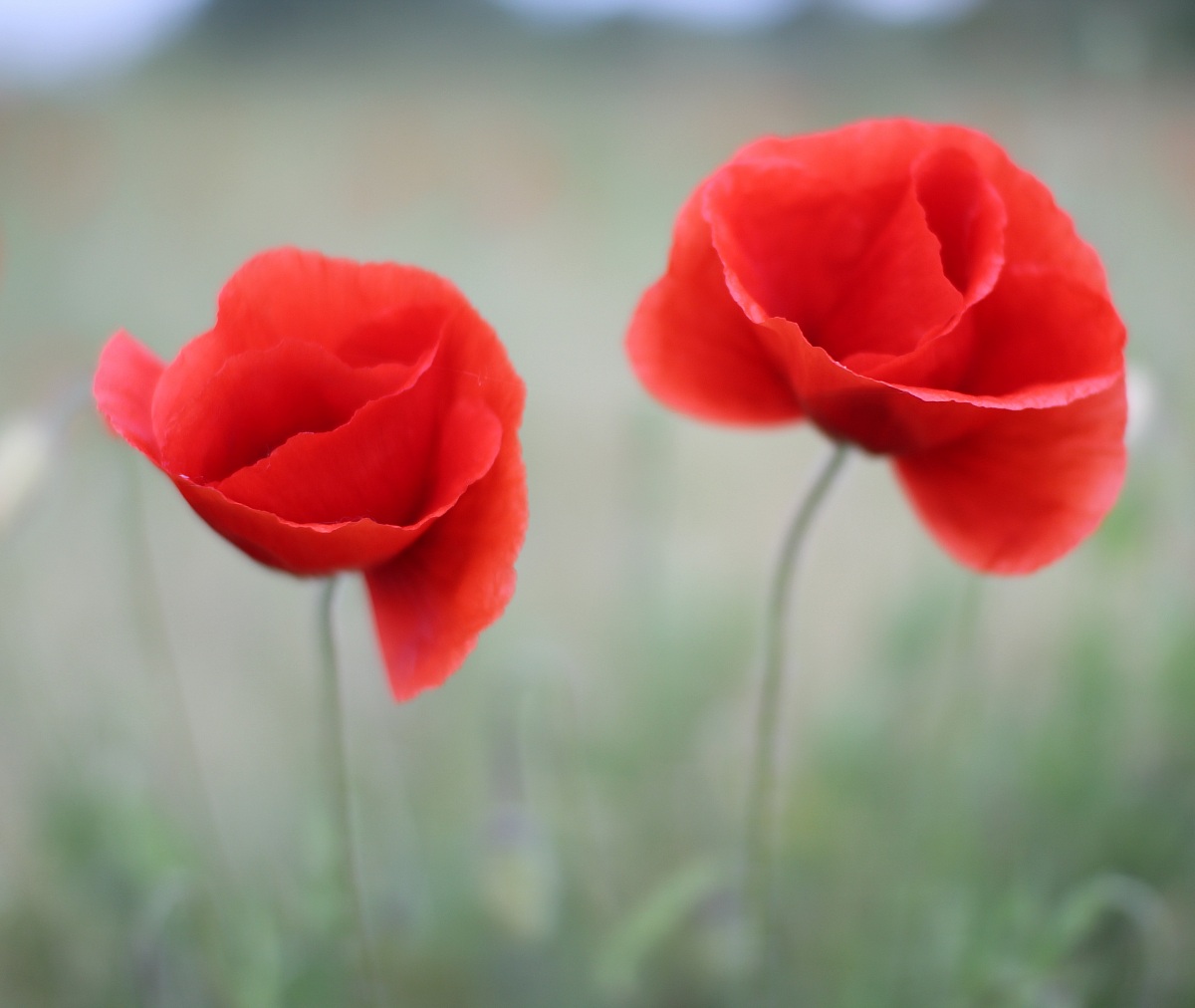 Pair of Poppies