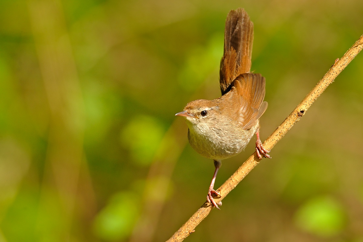 Cetti's Warbler