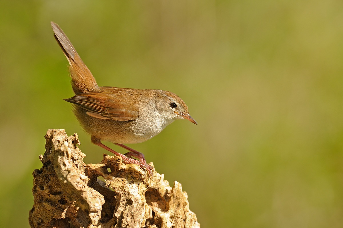 Cetti's Warbler