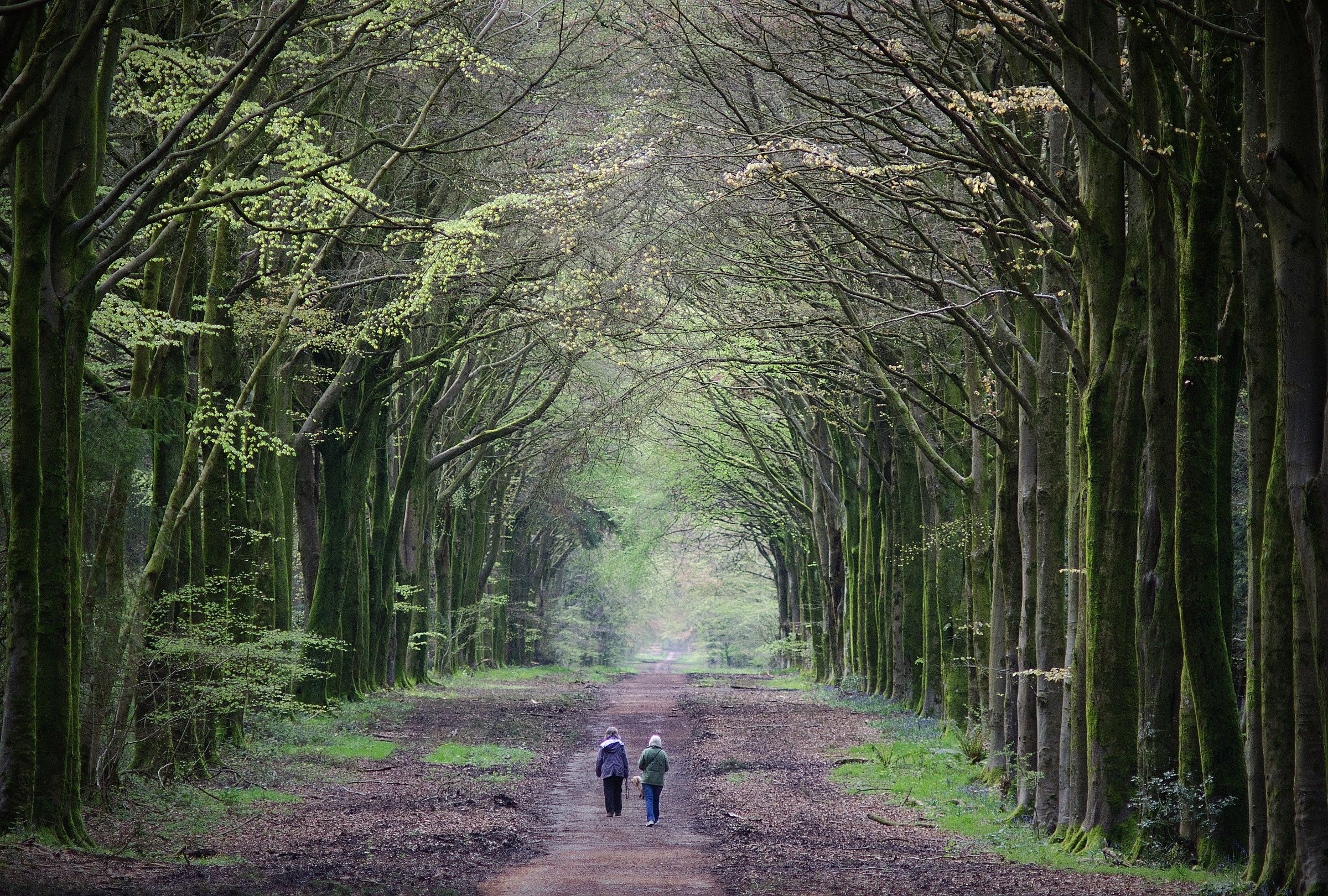 Walking in the Woods