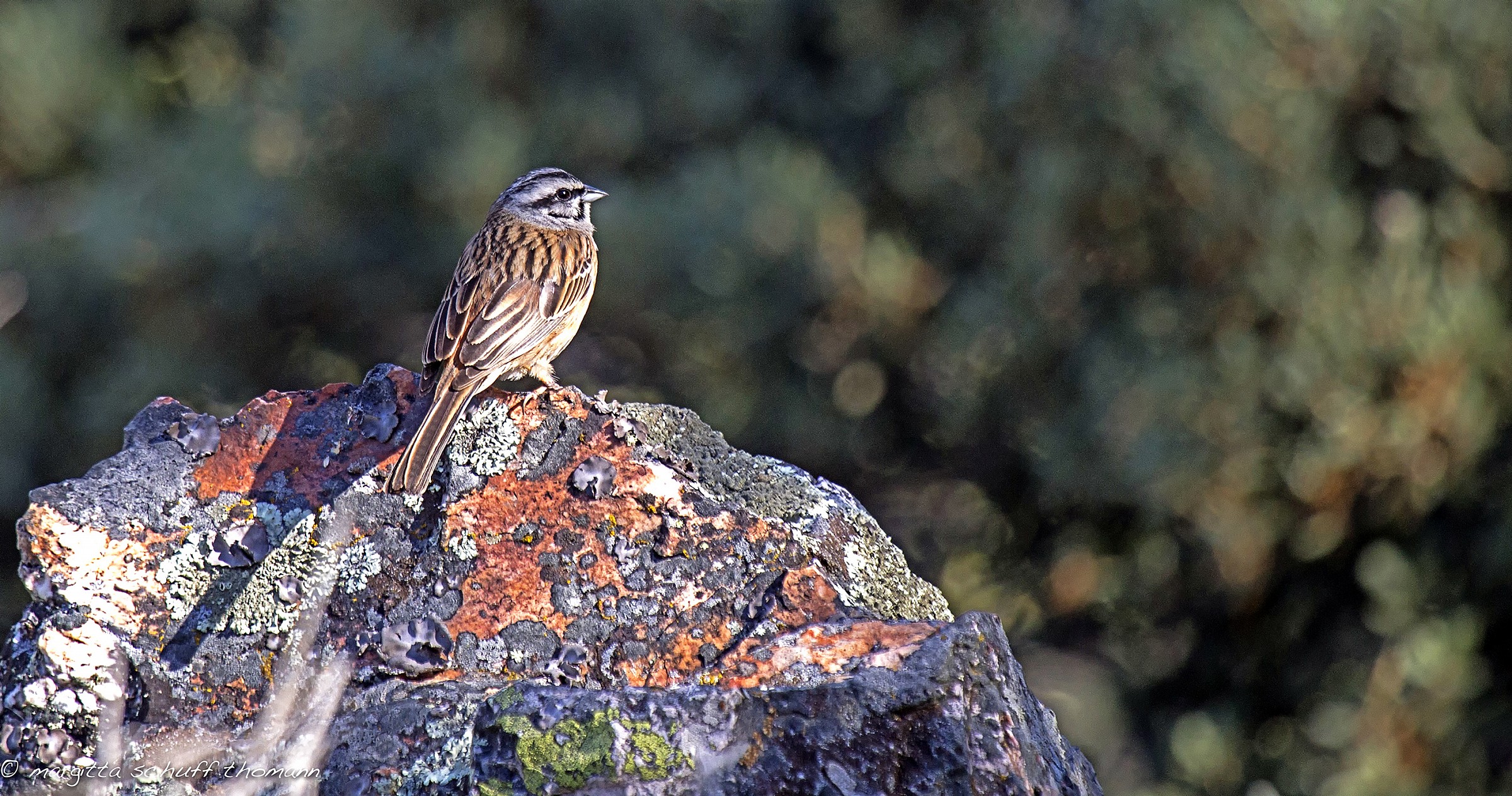 Rock Bunting