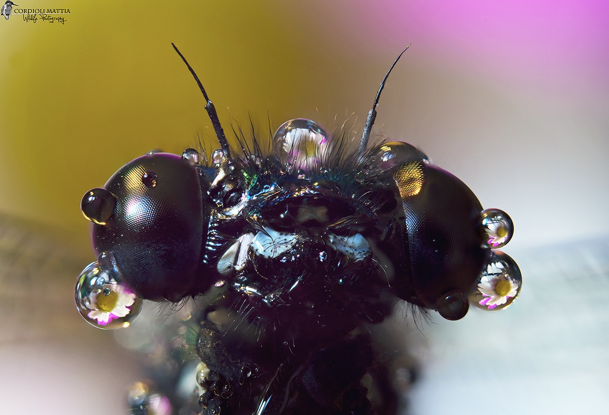 the jewels of the dragonfly ...