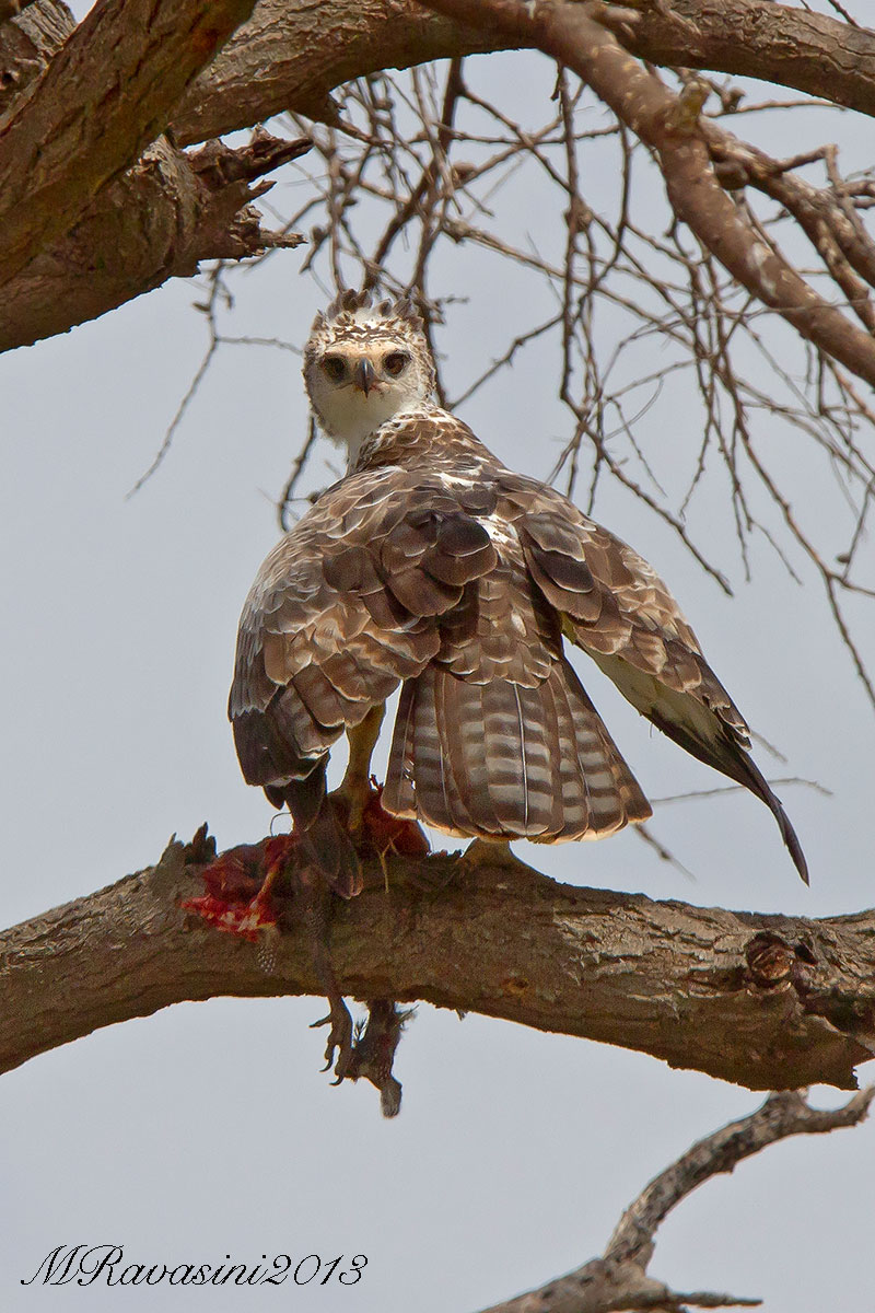 Martial Eagle immature with Helmeted guineafowl