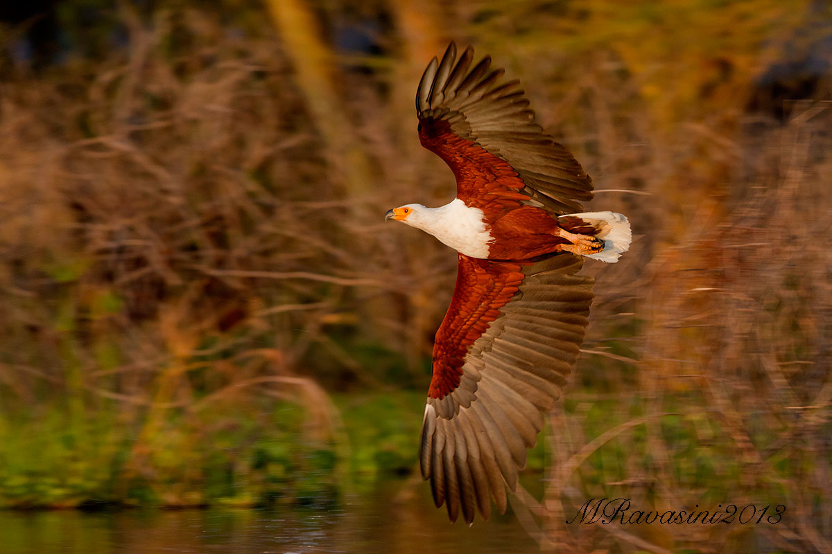 African Fish Eagle Haliaeetus vocifer