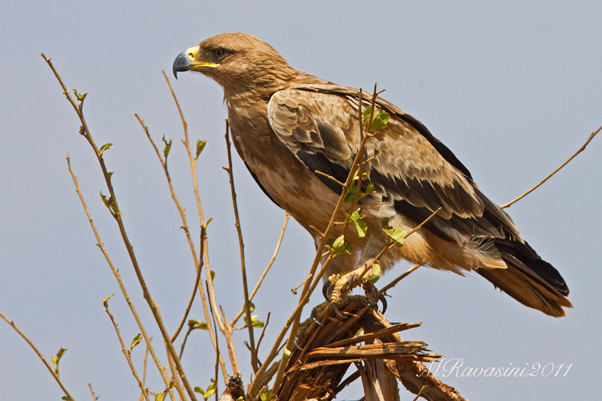 Tawny Eagle Aquila rapax