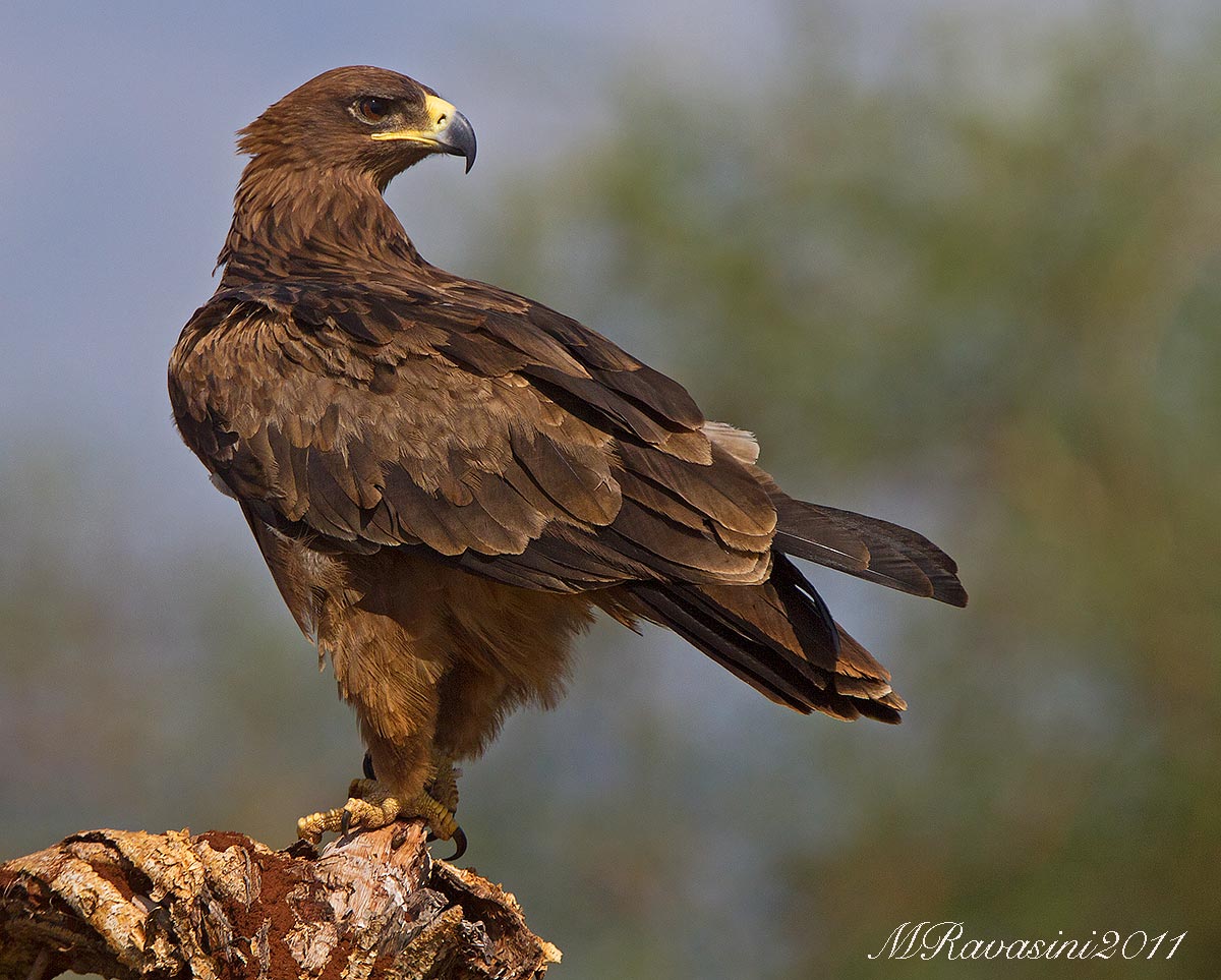 Tawny Eagle Aquila rapax