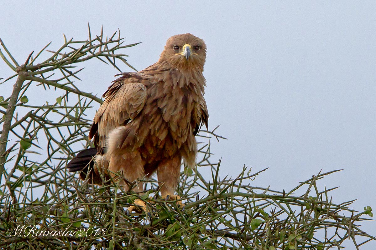 Tawny Eagle Aquila rapax