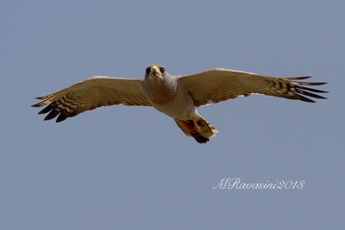 Eastern Chanting Goshawk Melierax poliopterus