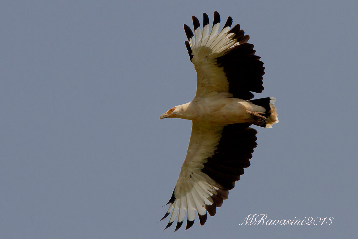 Palm-nut Vulture Gypohierax angolensis