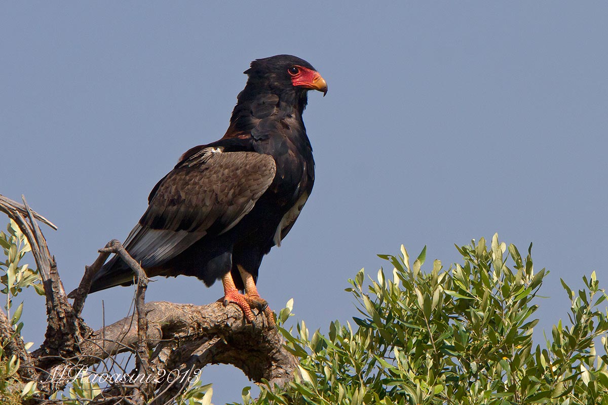 Bateleur Terathopius ecaudatus