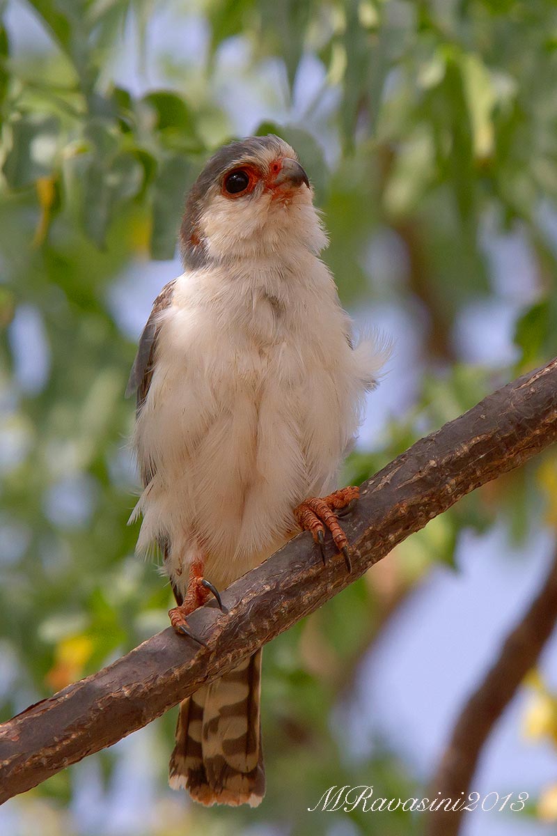Pygmy Falcon Polihierax semitorquatus