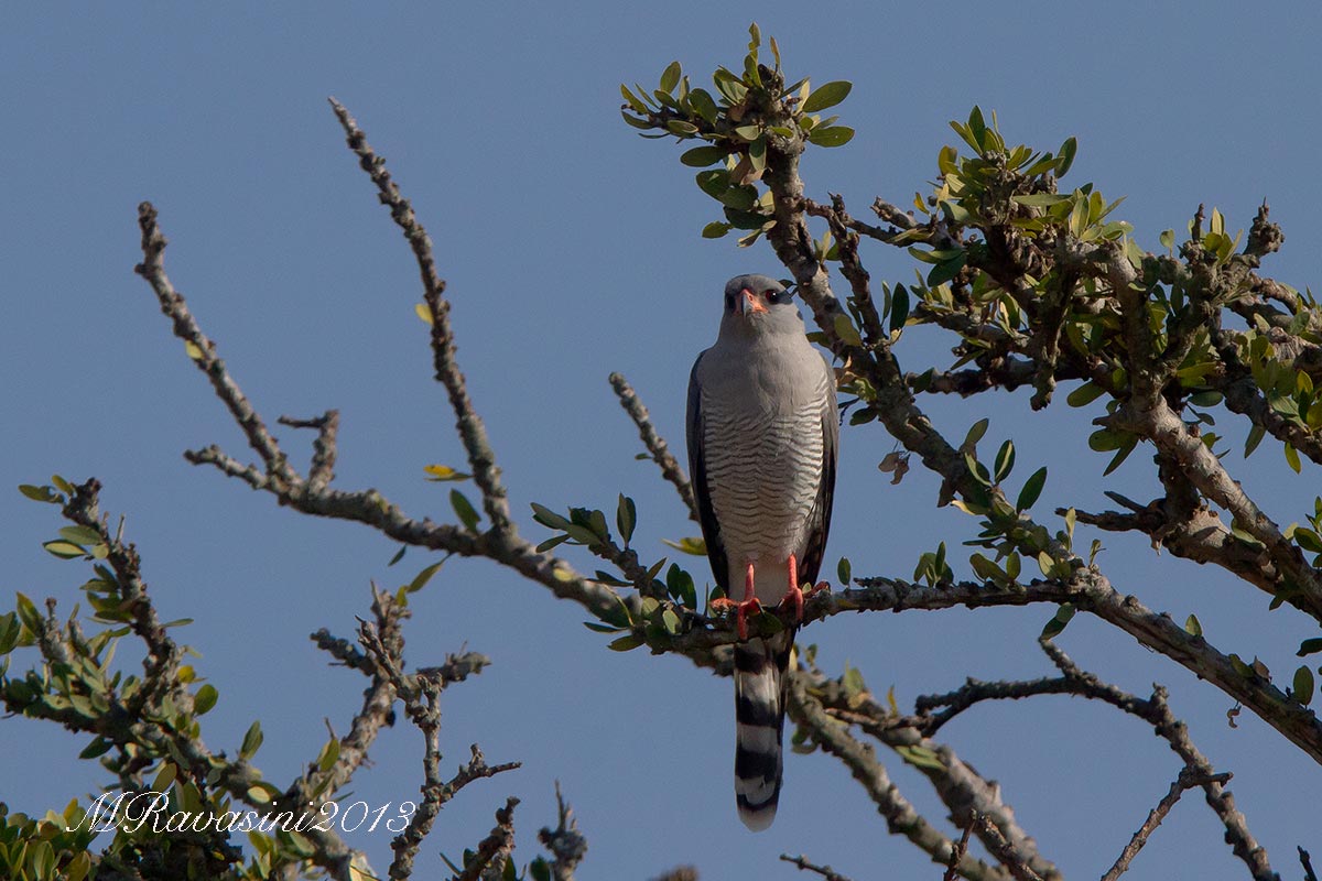 Gabar Goshawk Micronisus gabar