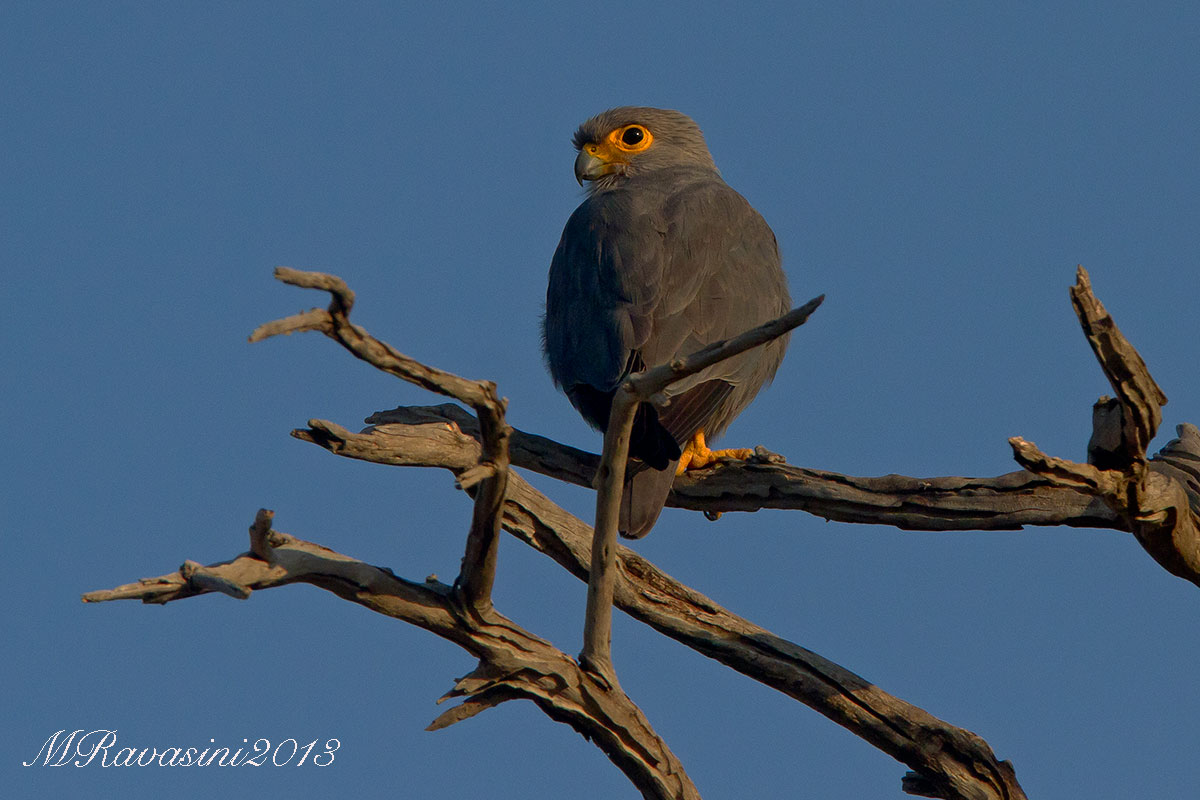 Grey Kestrel Falco ardosiaceus