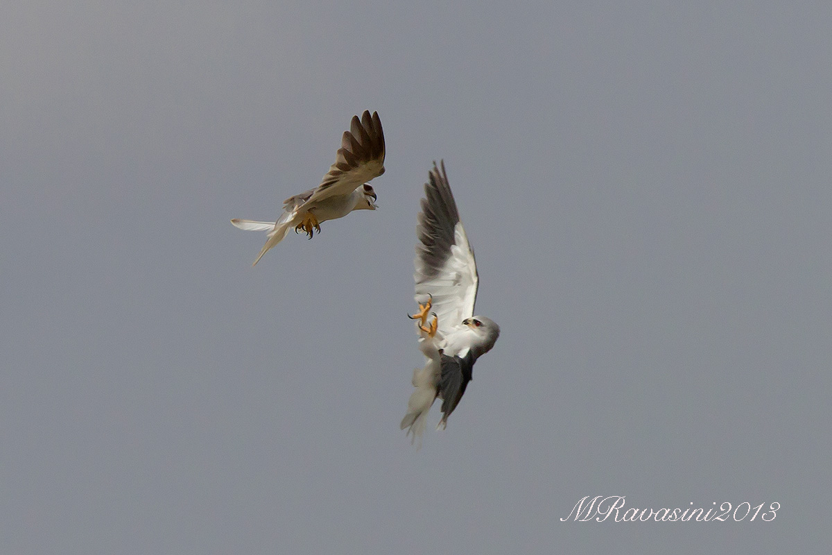 Black-winged Kite Elanus caeruleus