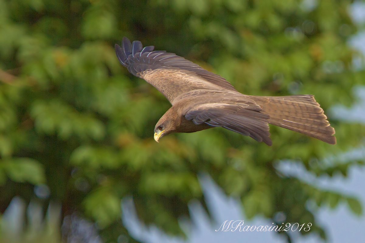 Yellow-billed Kite Milvus aegyptius