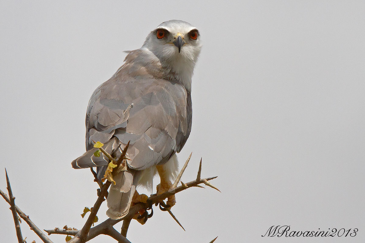 Black-winged Kite Elanus caeruleus