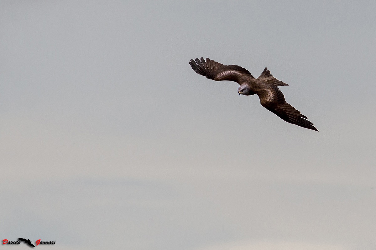 Black kite in flight