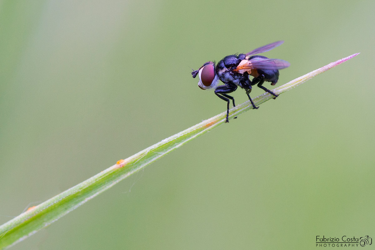 Pronta per il decollo