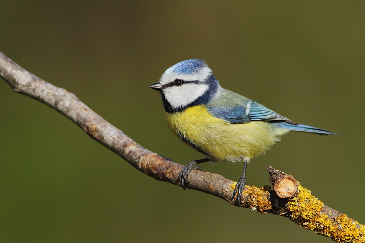 Blue Tit