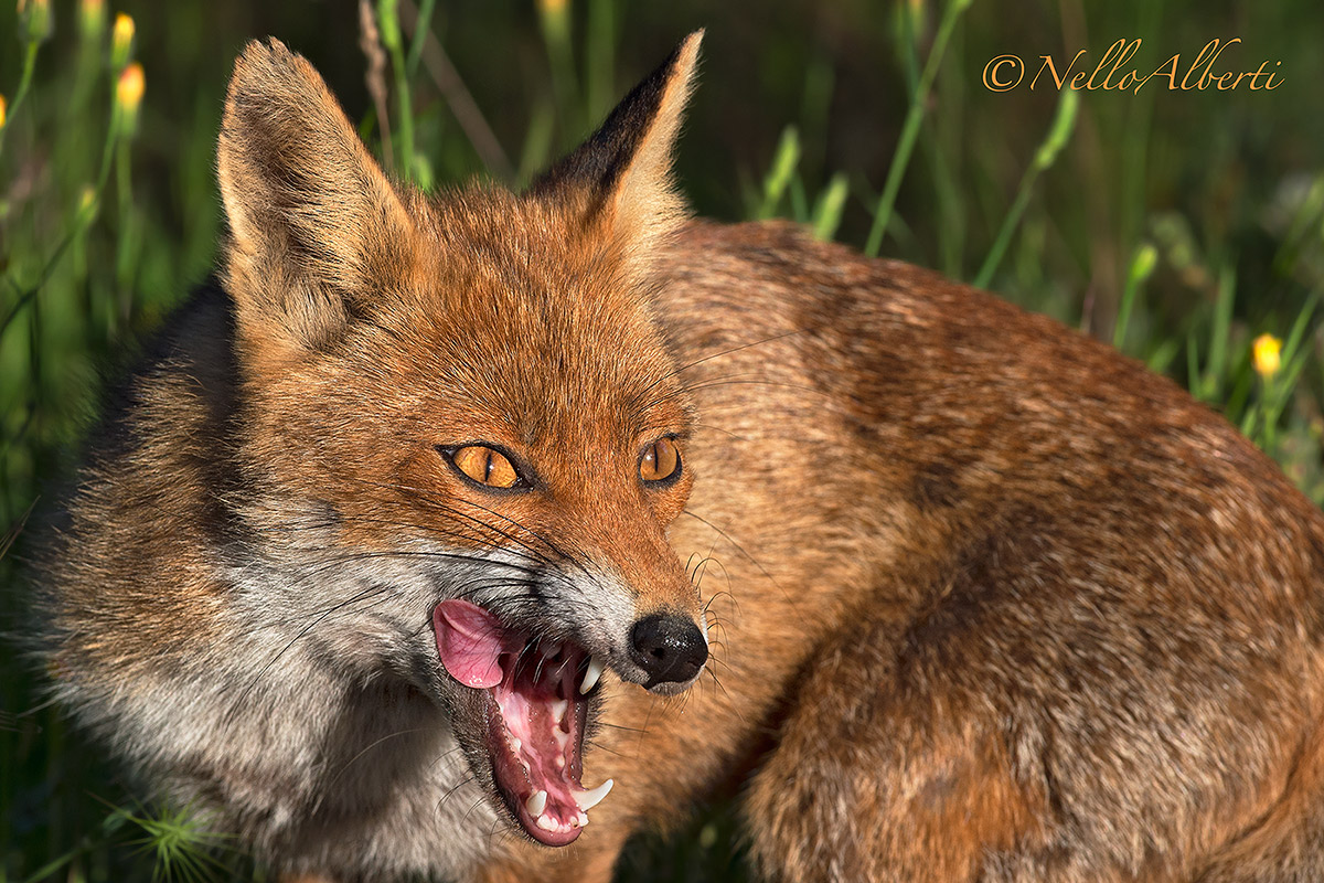 Fox agitated