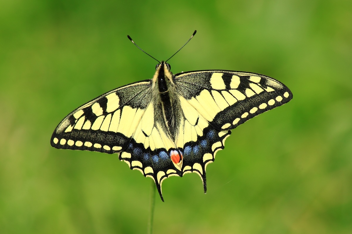 Papilio machaon