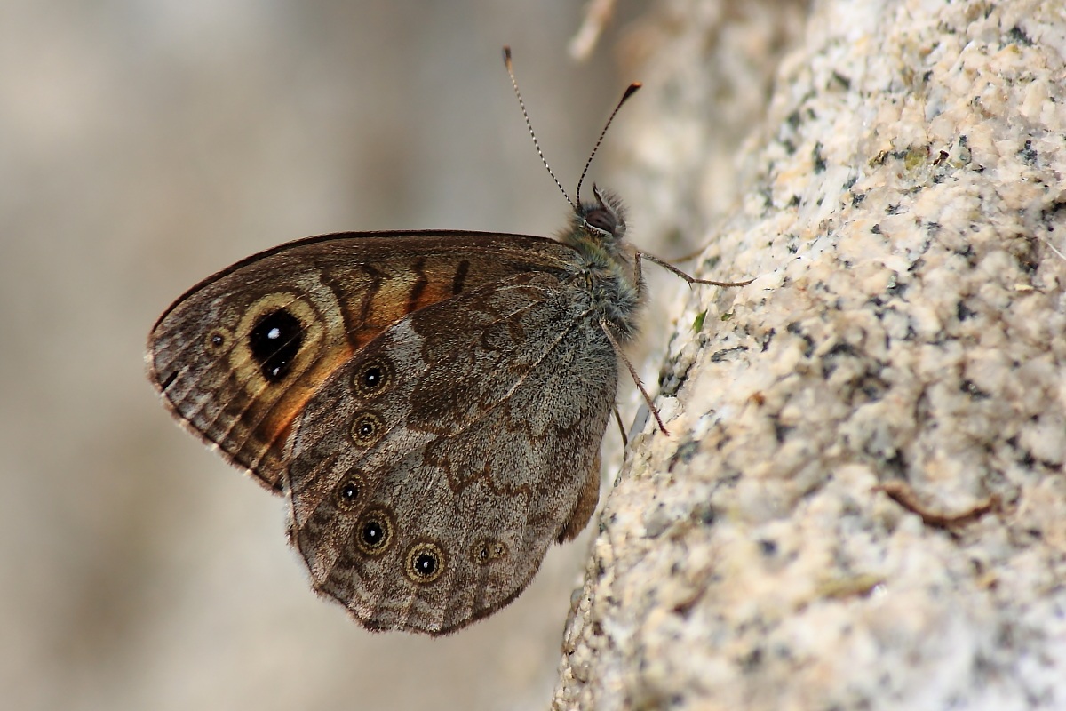 Species to be identified