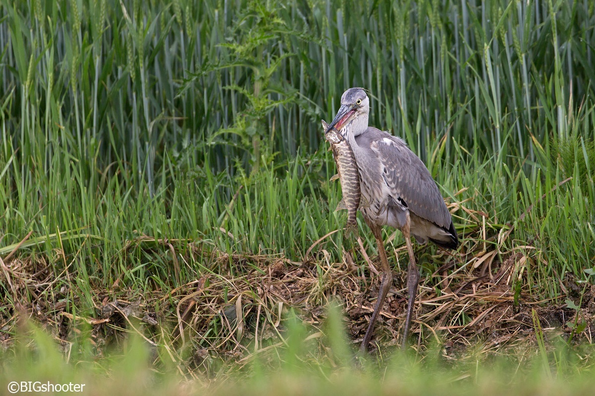 Oggi si mangia....il luccio ! 2