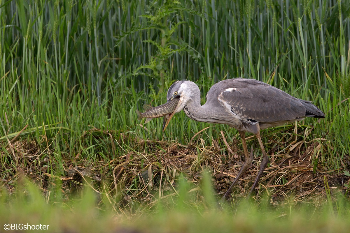 Today we eat .... the pike! 3